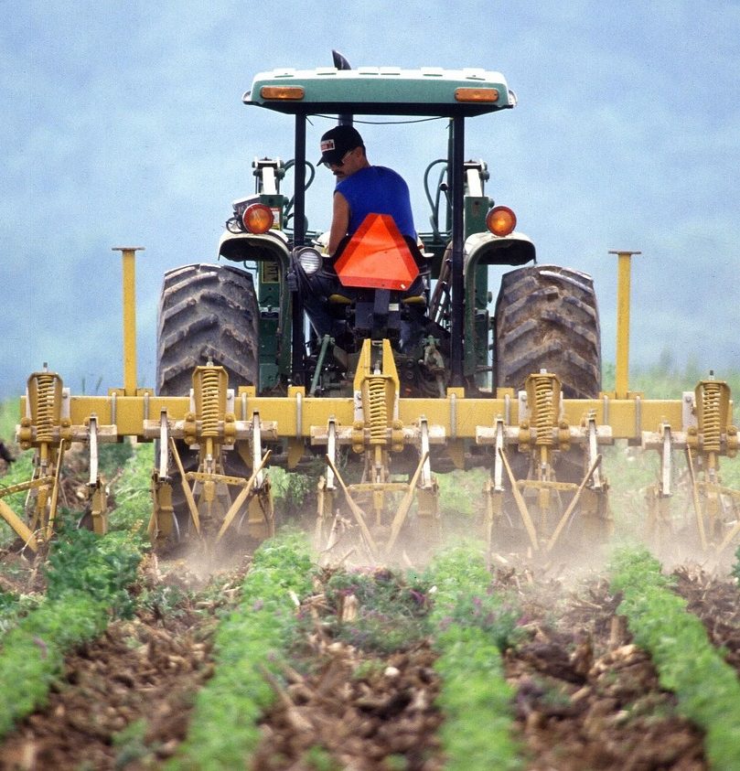 American farm worker harvesting crops. 